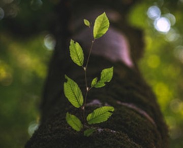 Business news: Restructuring for growth Business news: Restructuring for growth